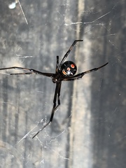 Latrodectus variolus
