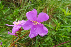 Chaetogastra gracilis