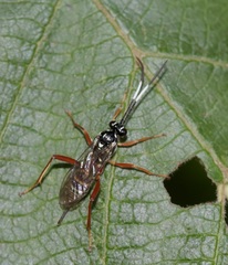 Baryceros audax