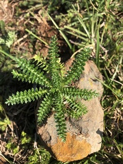 Perezia multiflora sonchifolia