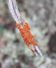 Dufourea
