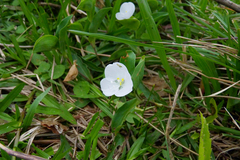 Commelina platyphylla