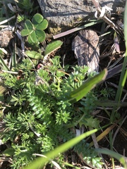 Perezia multiflora sonchifolia