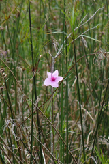 Rhabdadenia ragonesei