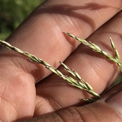 Melica imperfecta