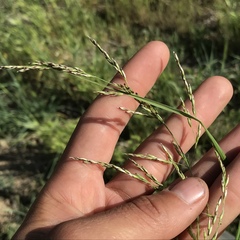 Melica imperfecta