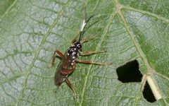 Baryceros audax
