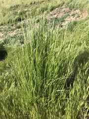 Melica imperfecta