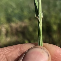 Melica imperfecta