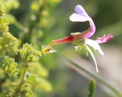 Pelargonium crispum