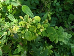 Lespedeza hirta hirta