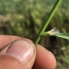 Melica imperfecta