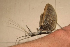 Bactrododema tiaratum