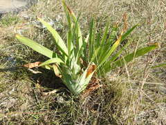 Iris × hybrida