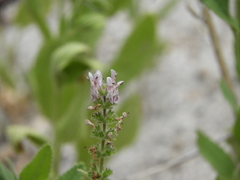 Stachys stebbinsii