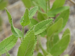 Stachys stebbinsii