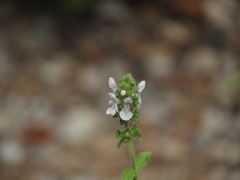 Stachys stebbinsii