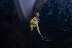 Larinioides cornutus