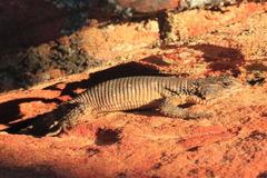 Karusasaurus polyzonus