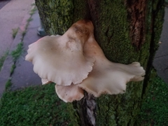 Pleurotus pulmonarius