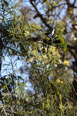 Acacia iteaphylla