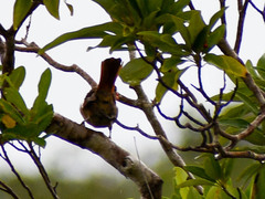 Cardinalis cardinalis image