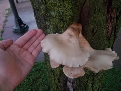 Pleurotus pulmonarius