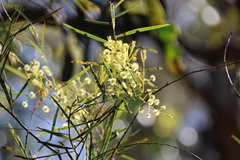 Acacia iteaphylla