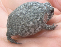 Breviceps montanus