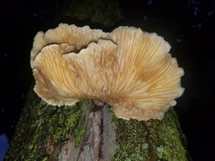 Pleurotus pulmonarius