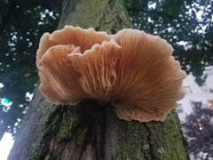 Pleurotus pulmonarius