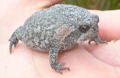 Breviceps montanus