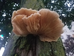 Pleurotus pulmonarius