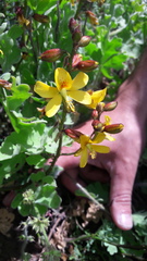 Erythrostemon angulatus