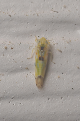Erythroneura octonotata