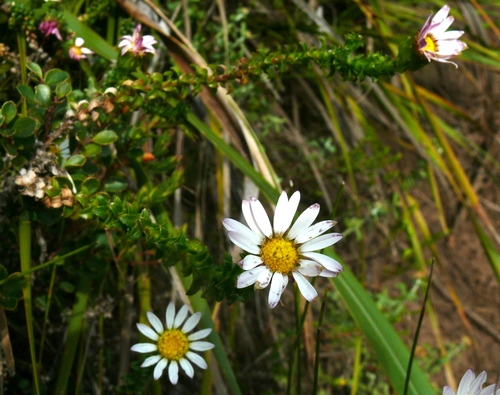 Polyarrhena reflexa