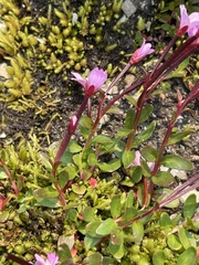 Epilobium clavatum