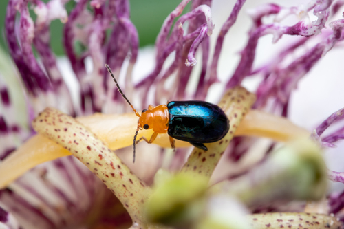 Iridescent Passionvine Flea Beetle
