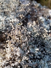 Stereocaulon colensoi