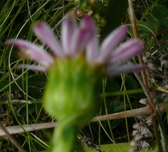 Polyarrhena reflexa reflexa