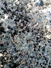 Stereocaulon colensoi