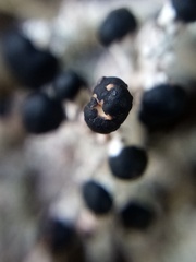 Stereocaulon colensoi