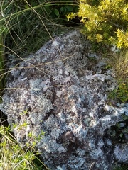 Stereocaulon colensoi