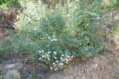Podalyria argentea