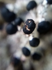 Stereocaulon colensoi