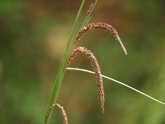 Carex senta