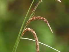 Carex senta