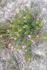 Podalyria biflora