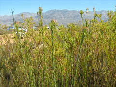 Leucadendron chamelaea