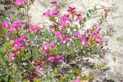 Podalyria biflora